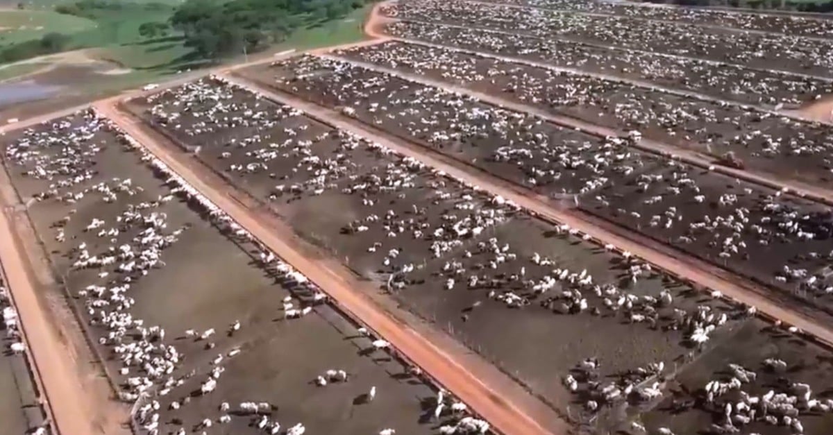 Investimento em gestão de confinamento: sucesso garantido!