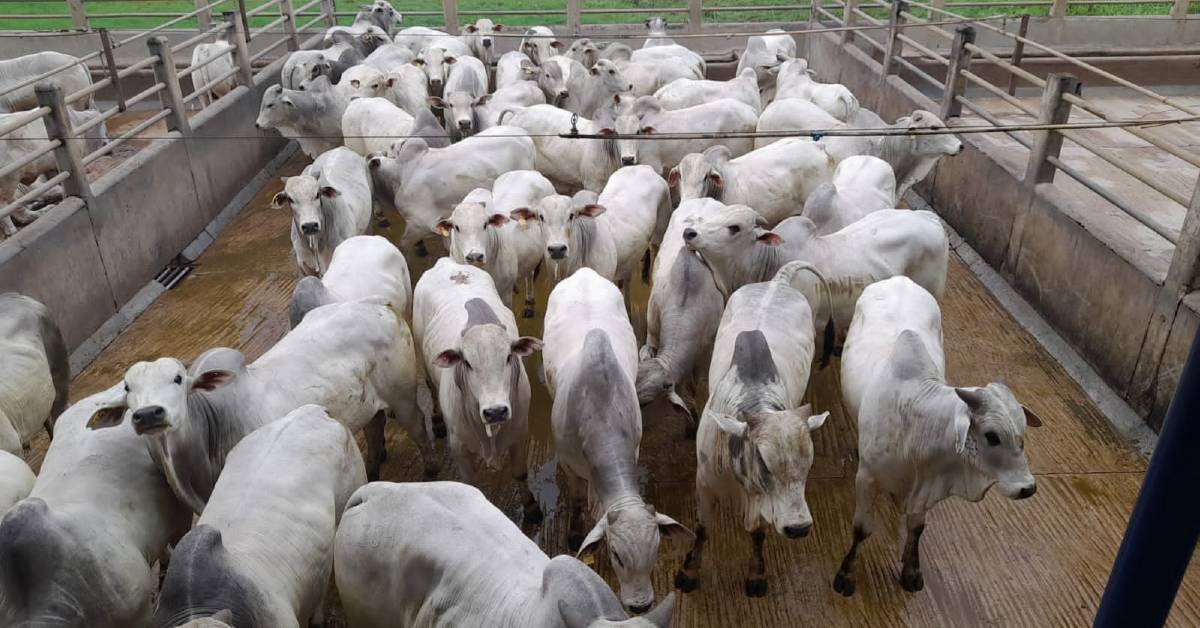 Itapetinga (BA) vai sediar a 30ª etapa do Circuito Nelore de Qualidade • Portal DBO