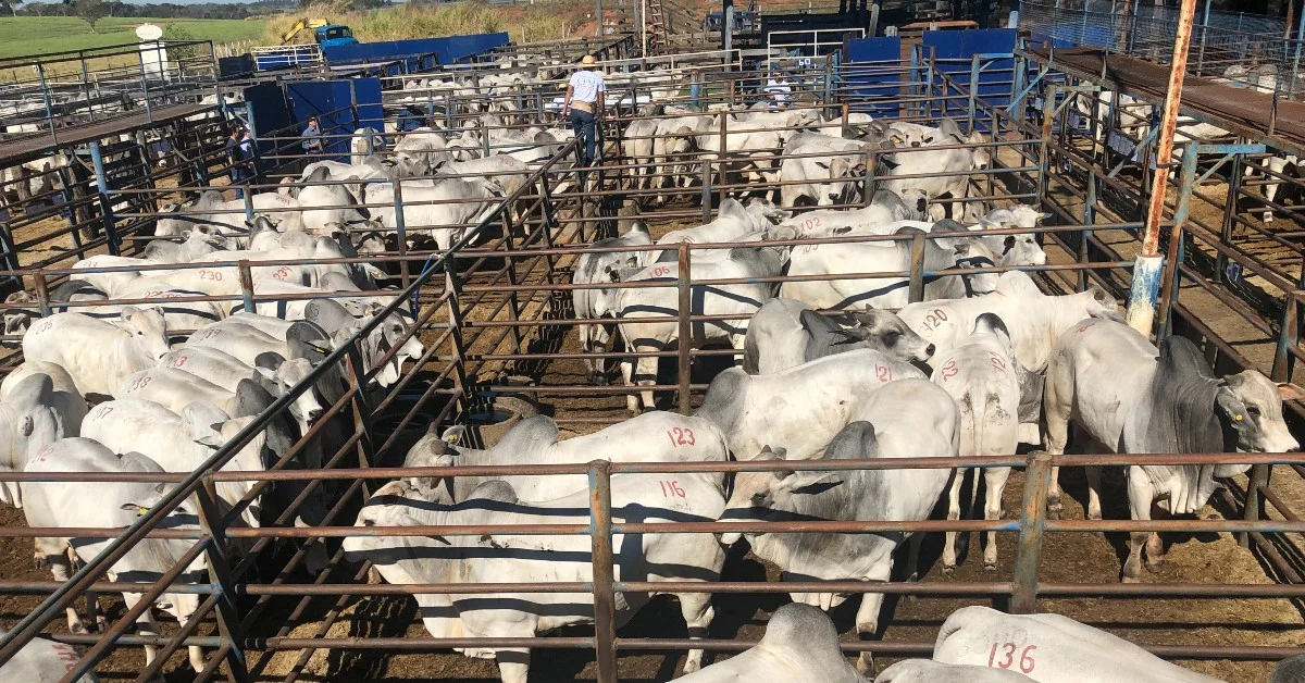 'Leilão Virtual CFM' negocia touros para 8 estados • Portal DBO