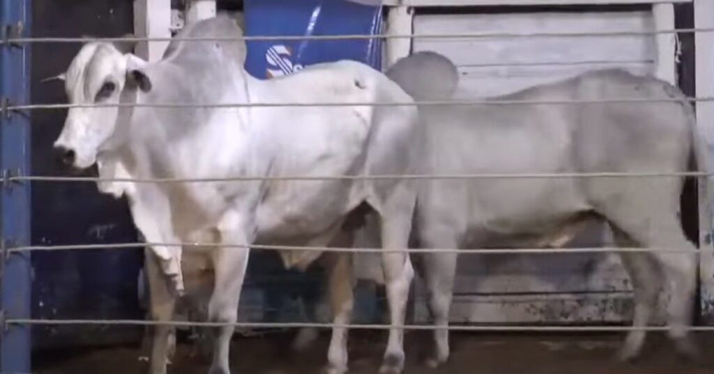 'Leilão Touros de Corumbá' cumpre agenda na Feapan • Portal DBO