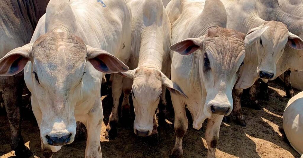 Leilão milionário: Parceiros da Nhecolândia! 3 'Leilão Parceiros da Nhecolândia' movimenta R$ 6,1 milhões • Portal DBO