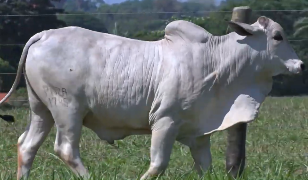 Acompanhe o Leilão Panza Agropecuária, no Canal do Boi - SBA1
