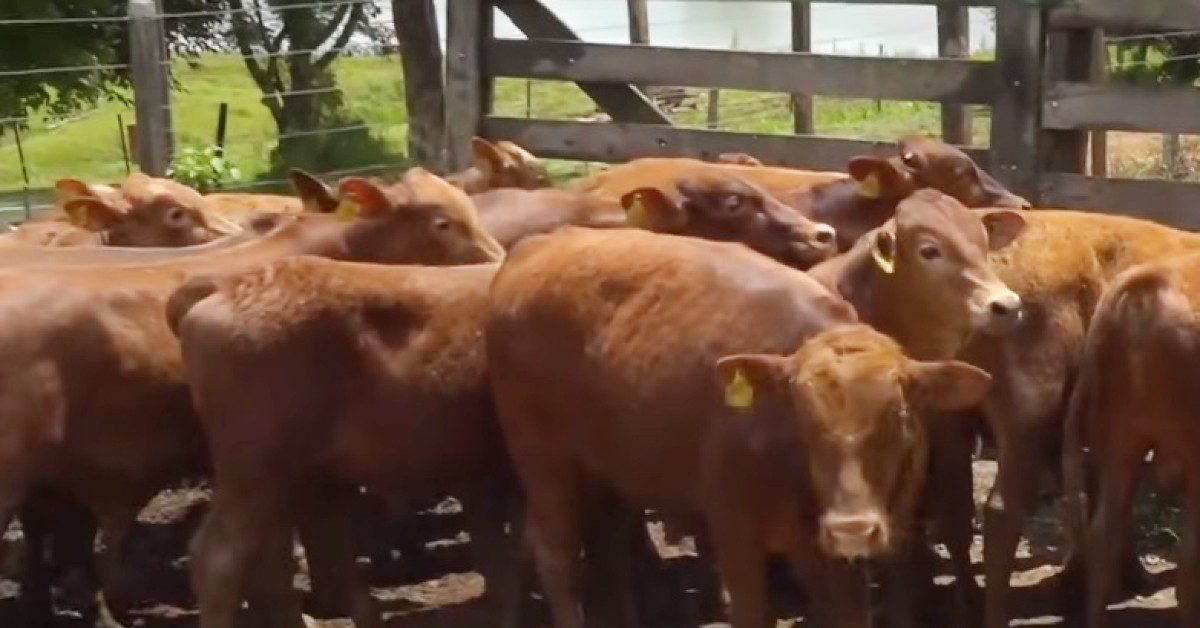 ‘Leilão Parceiros da Pecuária’ vende gado de qualidade PR e SC