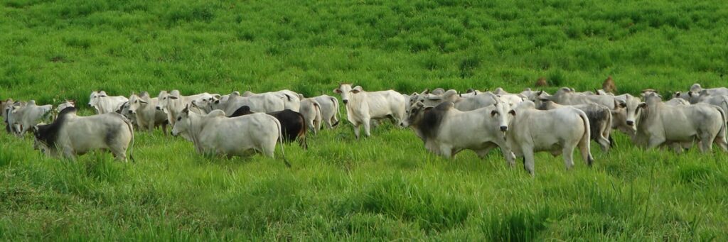 Maneiras eficientes de realizar 15 Facebook