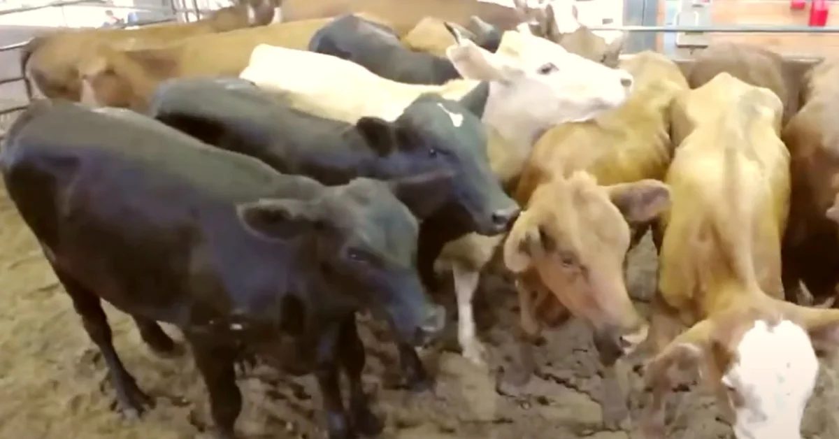 média geral de R$ 1.829 em Cruz Alta • Portal DBO