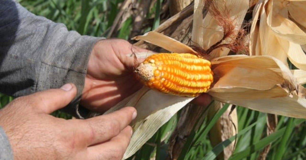 Microorganismos: aliados no desenvolvimento de plantas