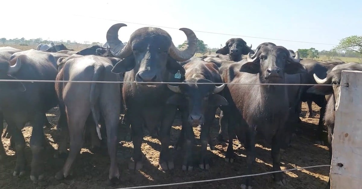 características e vantagens da criação em MT