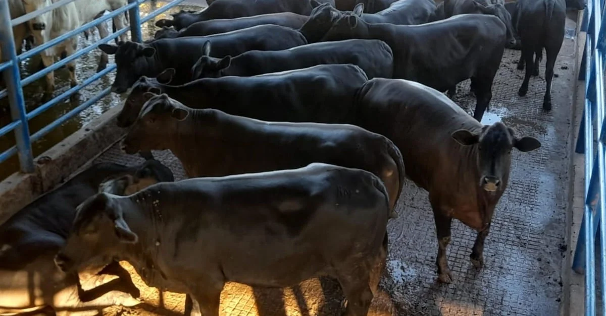 Novilhada Top: boi de até 2 dentes pesa igual boi no interior de SP