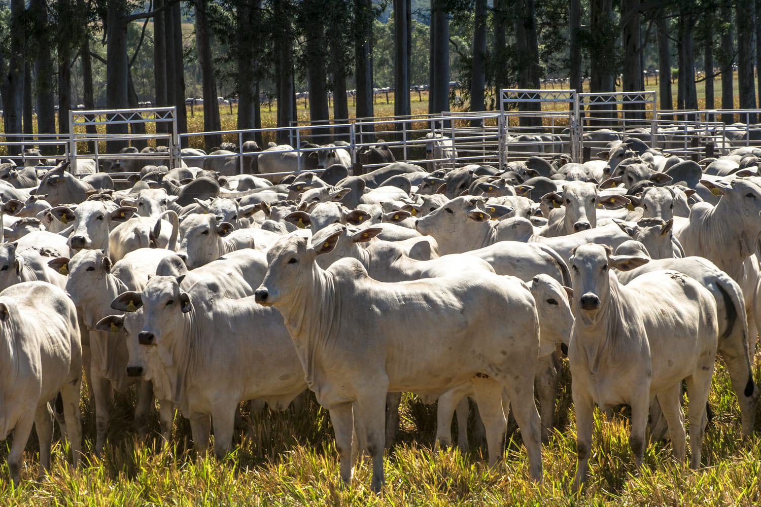 o que é e como aplicar