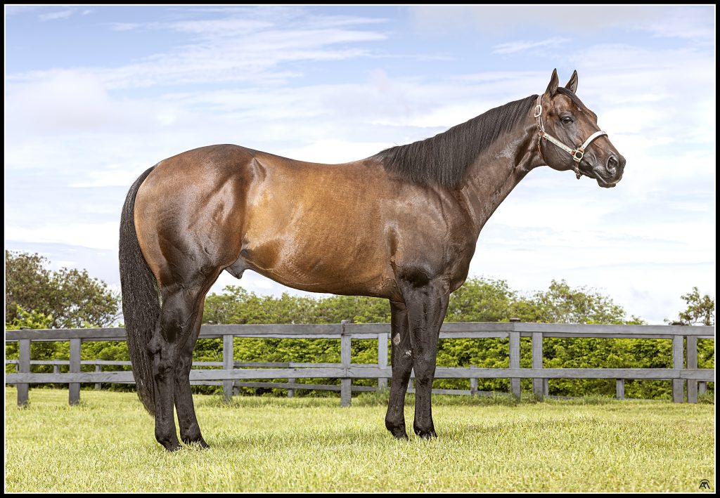 Ouro Veloz: Speed Bullion HRP