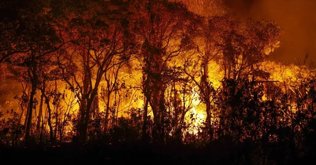 Pantanal em chamas: mais de 3 mil incêndios em novembro 24 Pantanal tem mais de 3 mil incêndios em novembro