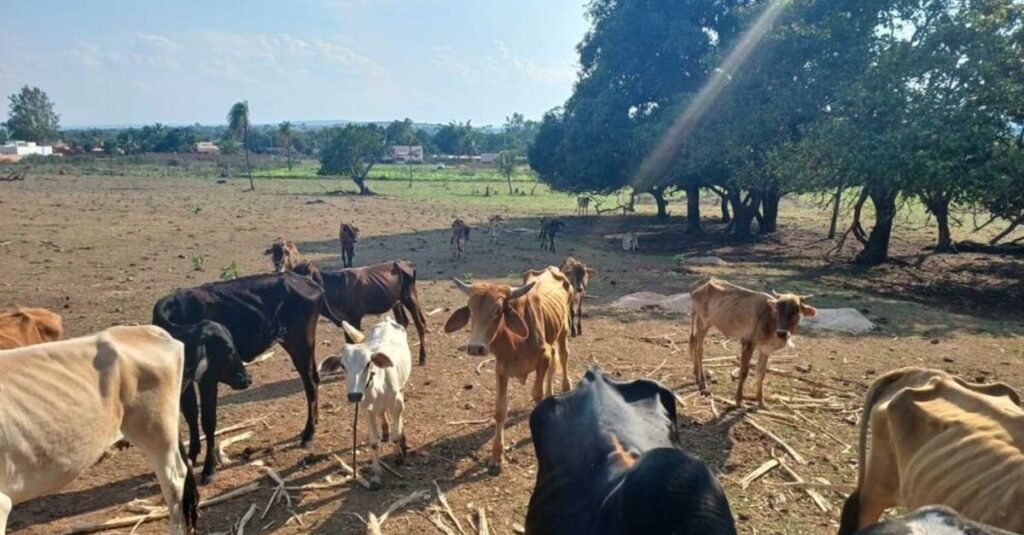 Pecuarista cruel: prisão por maus tratos! 18 Viu esta? Pecuarista é preso por maus tratos a gado em Mato Grosso do Sul