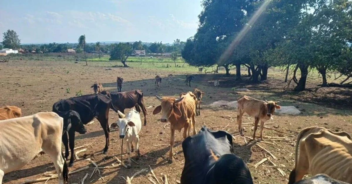 Pecuarista preso por maus-tratos 24 Pecuarista é preso por maus tratos a gado em Mato Grosso do Sul