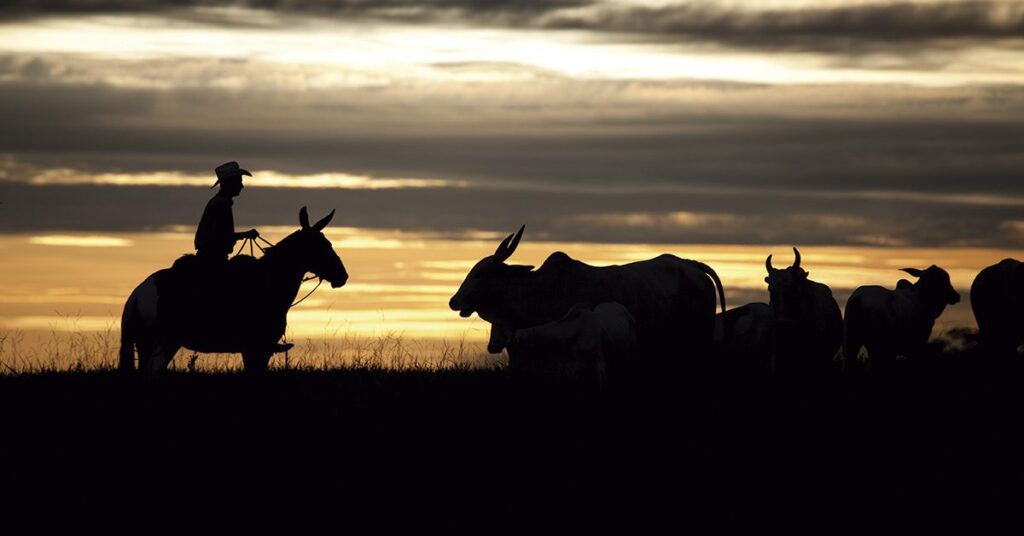 semana marcada pela queda de braço entre pecuaristas e frigoríficos • Portal DBO