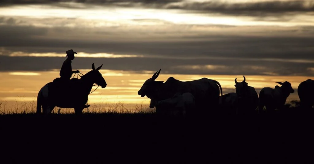 Pecuaristas conquistam melhores preços com pastagens favoráveis 1 semana marcada pela queda de braço entre pecuaristas e frigoríficos • Portal DBO