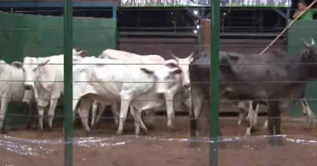 Preço médio de R$ 2.476/cabeça em Rio Negro • Portal DBO: Lucro garantido 2 média de R$ 2.476/cabeça em Rio Negro • Portal DBO