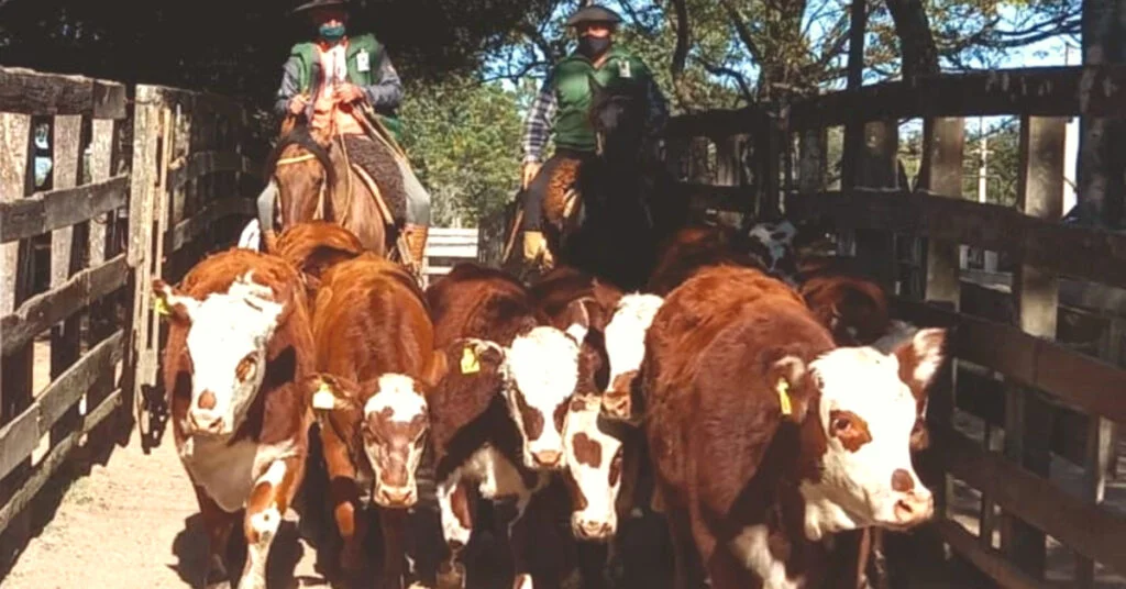 terneiros à média de R$ 2.317 em Lavras do Sul • Portal DBO