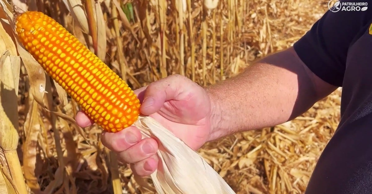 Preços do milho no Brasil: oferta limitada influencia cotações