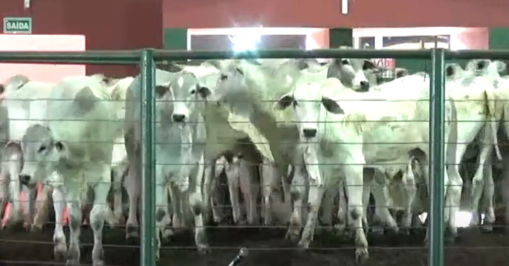 Pregão em Uberaba: média R$ 1.764/cabeça 5 pregão em Uberaba faz média de R$ 1.764/cabeça • Portal DBO