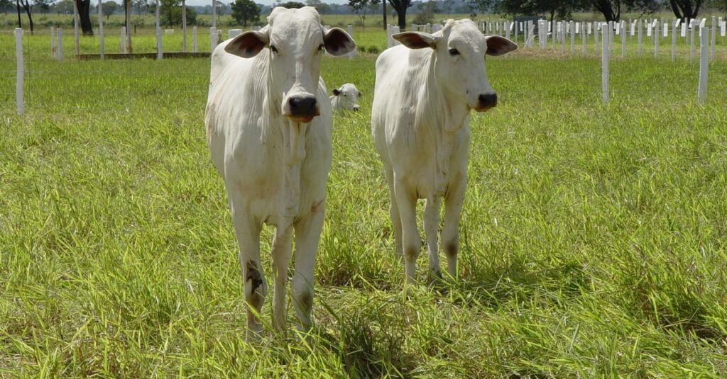 Produtores de MT devem informar dados sobre o rebanho até 30 de novembro
