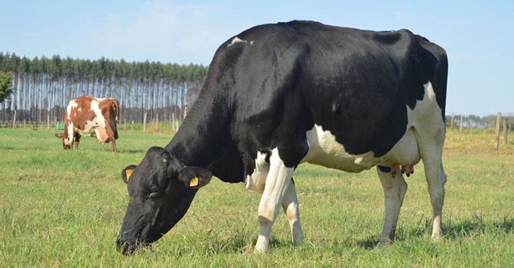 Projeto da Embrapa reverte para a sociedade R$ 44,41 para cada real investido