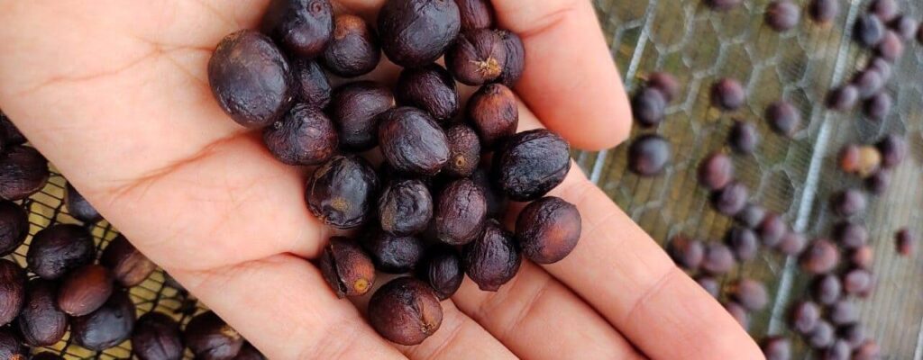 Qualidade da Bebida: Fatores de Impacto 25 Facebook