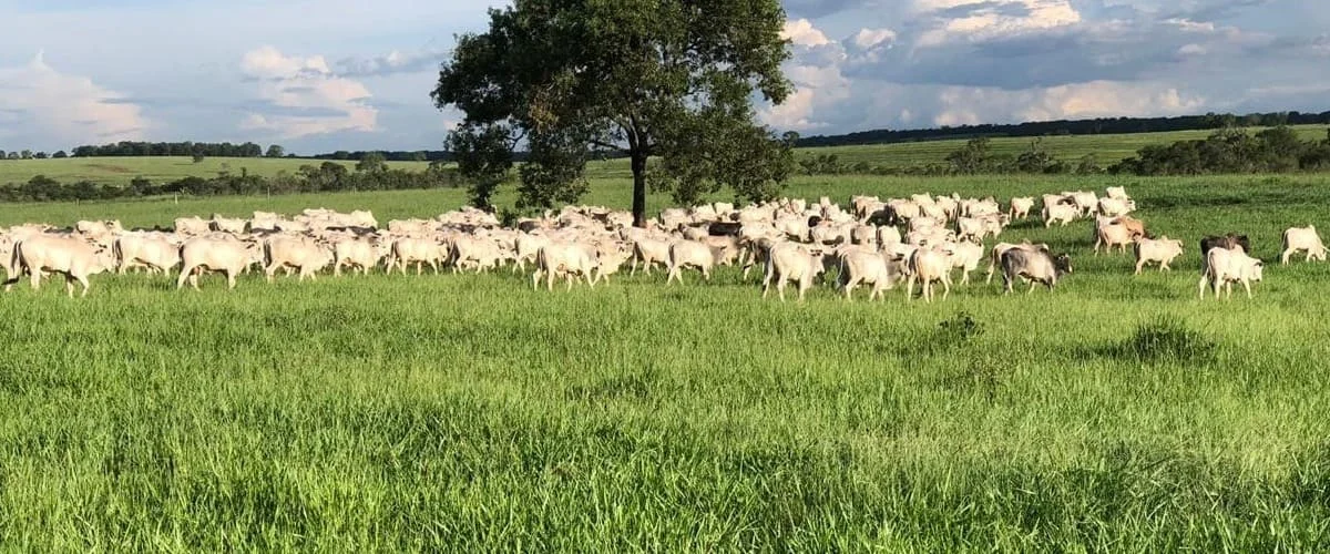 Recuperação: Guia completo!