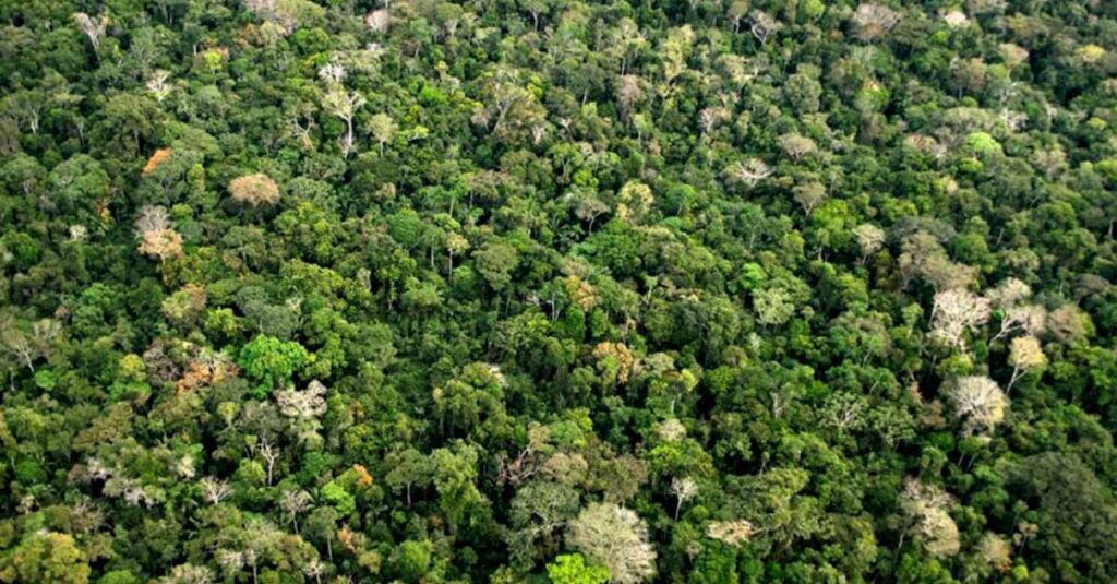 Desmatamento anual da Amazônia tem queda de 22,3%