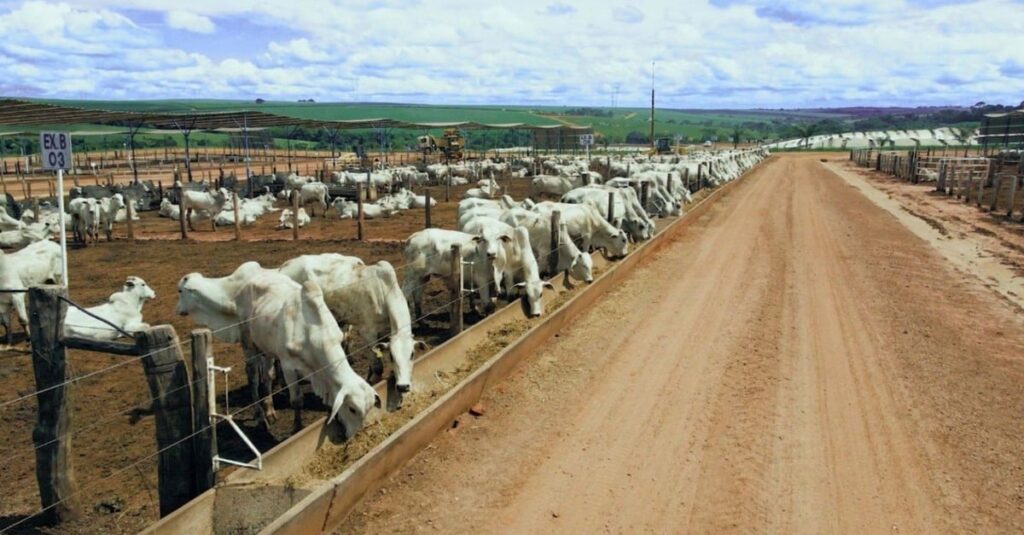 Rotina eficiente de engorda do gado 5 Confira como deve ser a rotina para uma maior eficiência de engorda do gado
