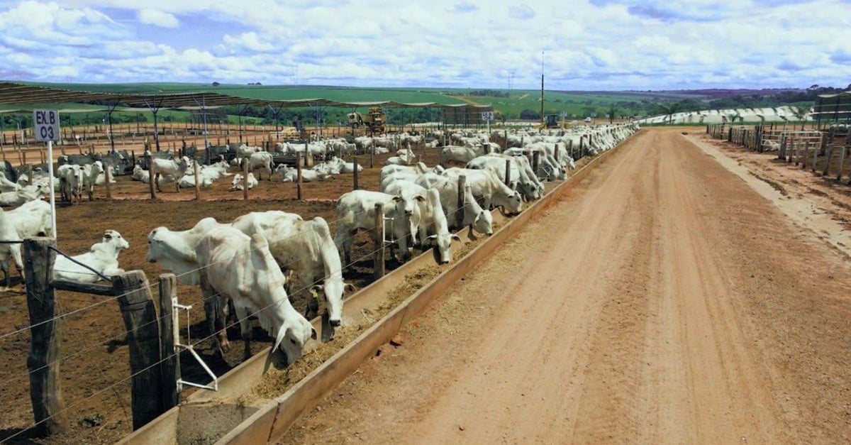 Rotina eficiente de engorda do gado