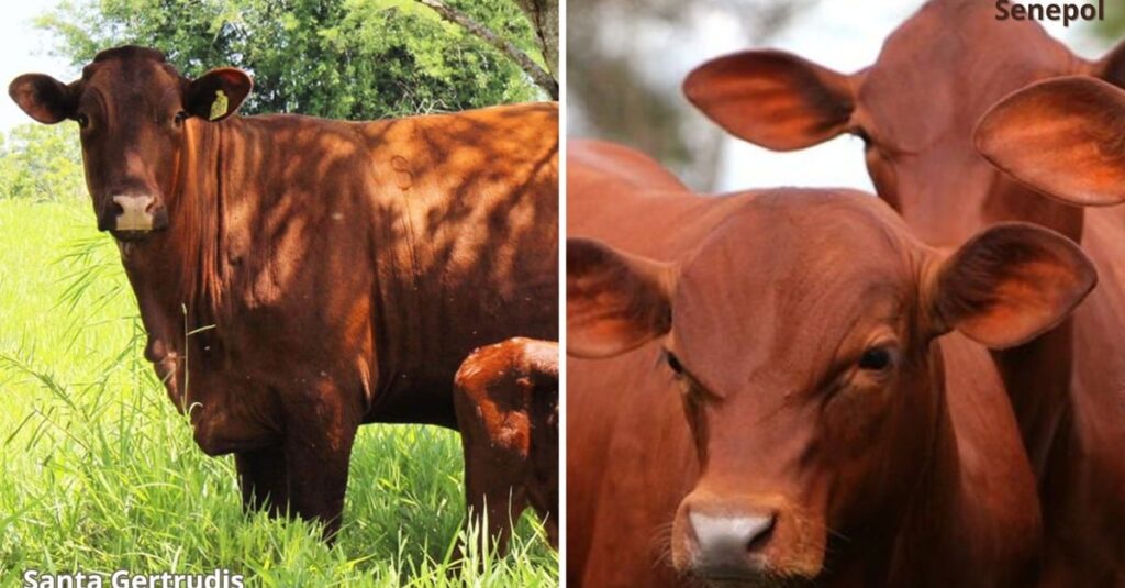 Senepol ou Santa Gertrudis: qual raça melhor se adapta ao noroeste do Paraná?