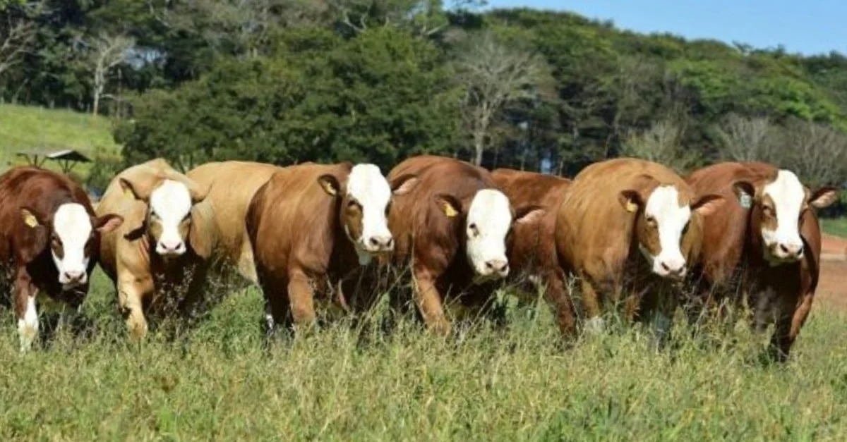 Simental: 60 anos fortalecendo o gado nacional 1 Simental: Associação completa 60 anos contribuindo com mais peso e qualidade do rebanho nacional