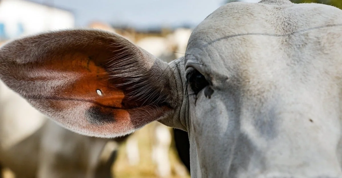 Simulador de Controle de febre aftosa 76 Aplicativo permite simular casos e planejar controle de aftosa