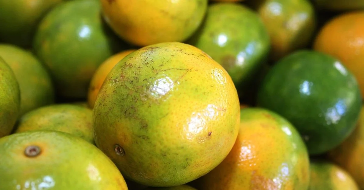 SP retira mudas irregulares!