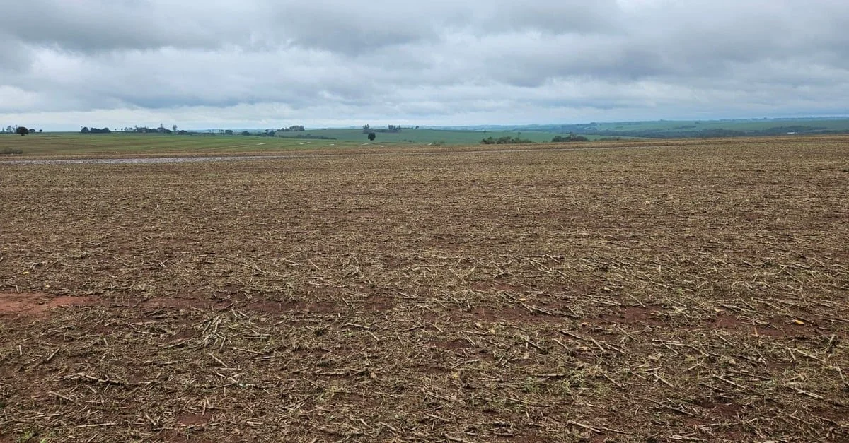 trégua nas chuvas possibilita retomada do plantio