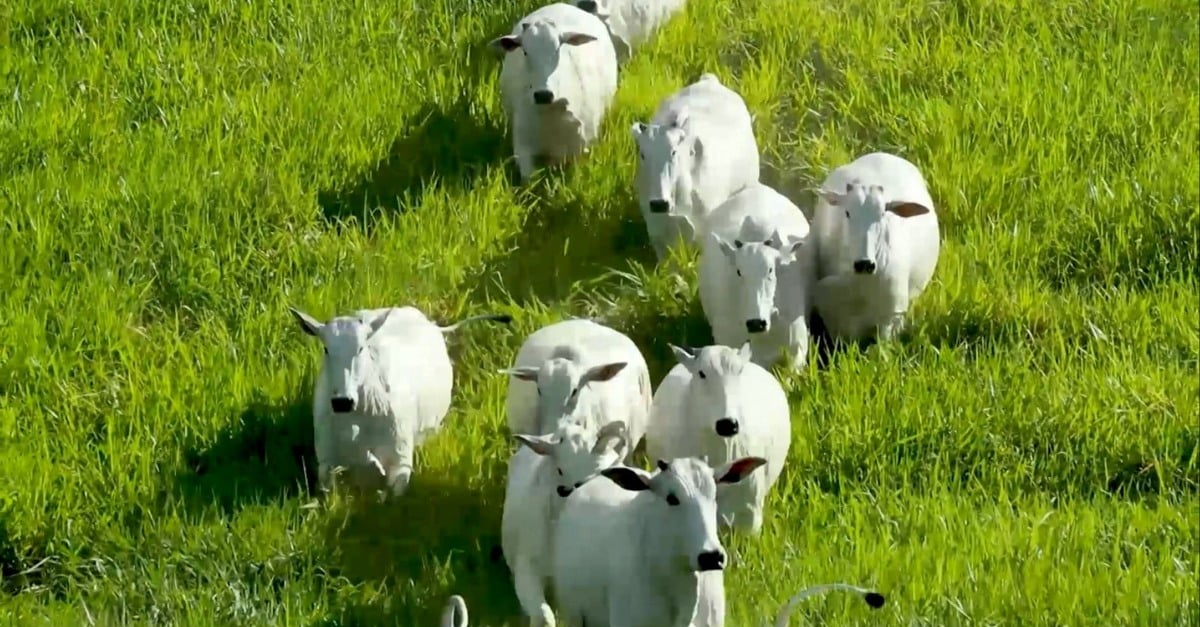 Vaca prenhe: confinamento e ração