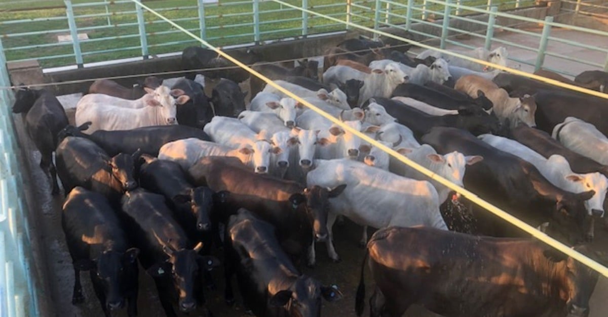 Vacas Nelore e Angus: Qualidade e Peso no MT