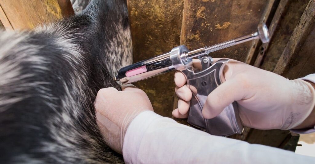 Febre aftosa: saiba os mitos e verdades para fazer a correta vacinação do gado