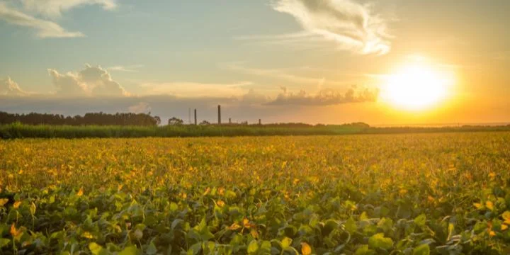 Safra de Verão em Uberaba já conta com mais de 60% das lavouras plantadas