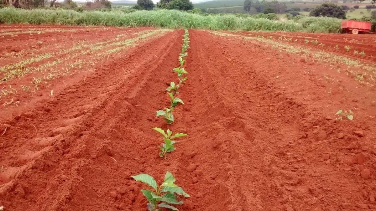 11 dúvidas sobre o plantio de café