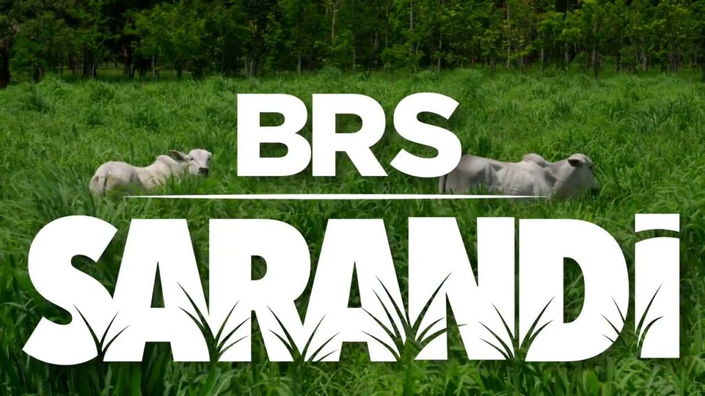 BRS Sarandi