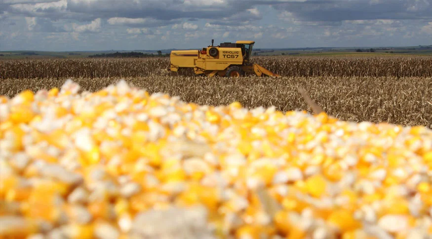 2024: Safra terá redução de 3,2%