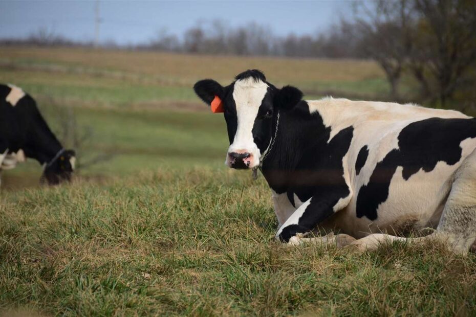 5 cuidados vitais para vacas leiteiras 1 Cinco cuidados essenciais para vacas de leite