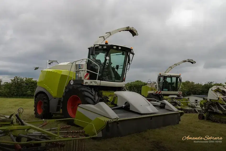 6 benefícios da silagem de capim-elefante 9 Silagem