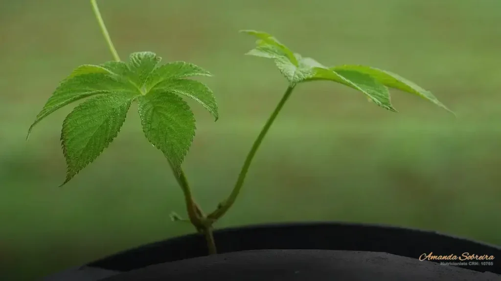 6 benefícios da silagem de milho ensacada 2 Silagem