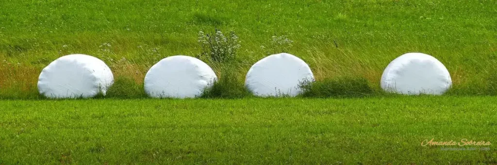 6 dicas para armazenar silagem de capim-elefante 8 Silagem