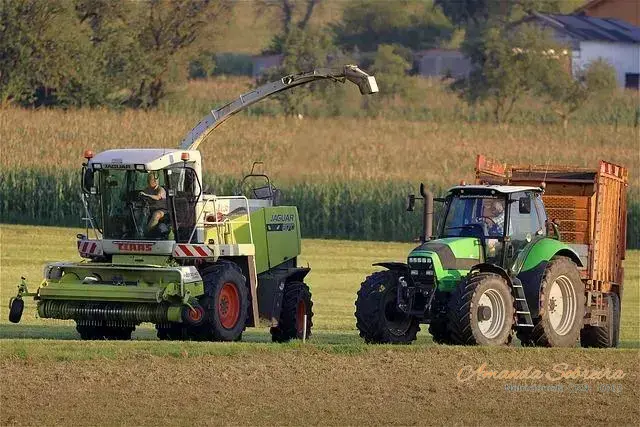6 maneiras de fazer silagem de capim-elefante 1 Silagem