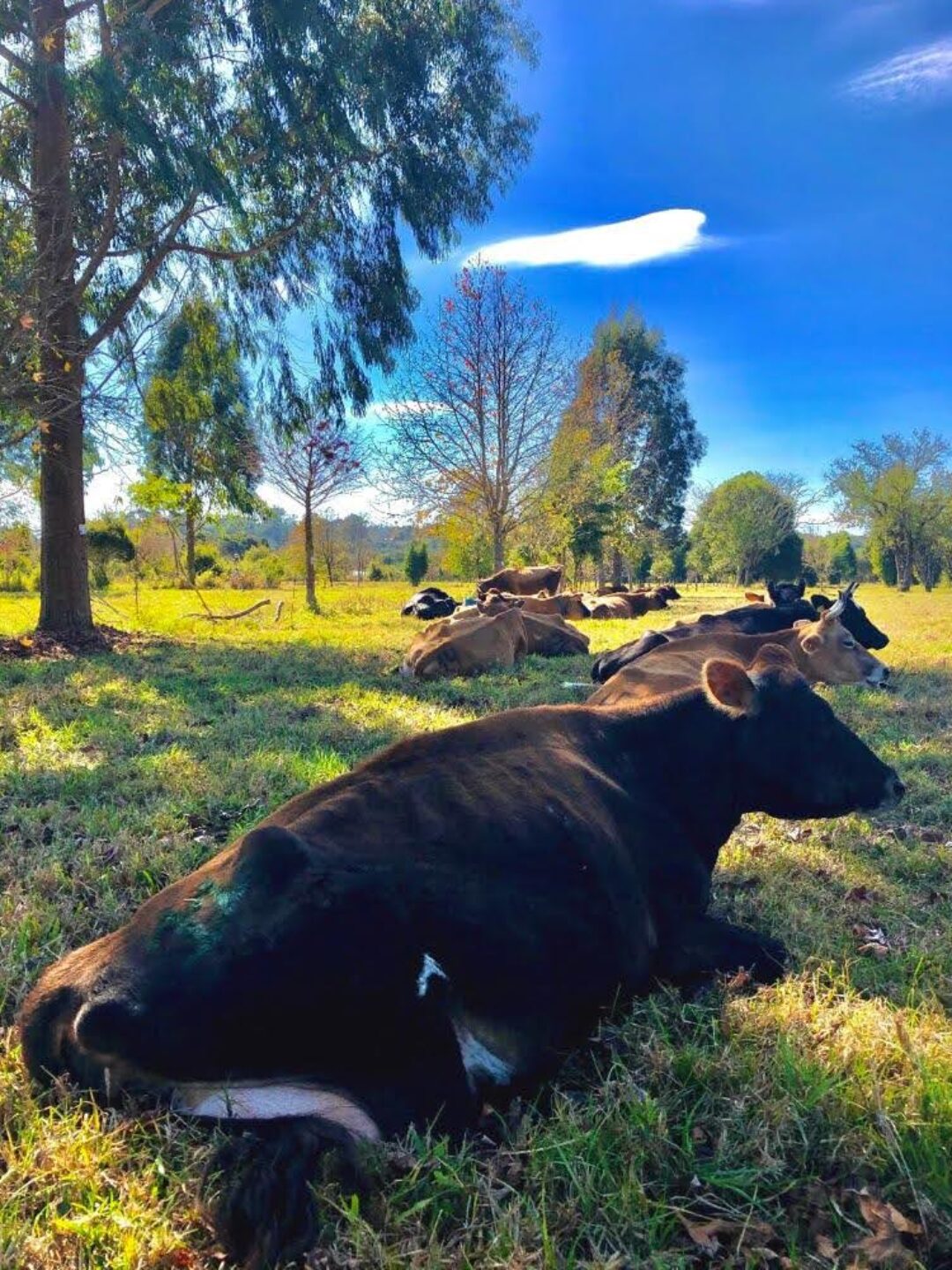 Testada em modelo silvipastoril, solução barata ajuda na adaptação da pecuária de leite à crise climática