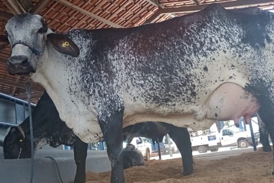 Vaca Ana Lú é campeã do 1º Torneio Leiteiro da Expoferr