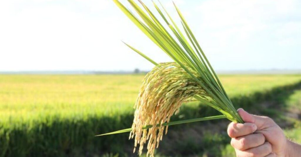 Arroz do Rio Grande do Sul perde área, mas ganha qualidade agro